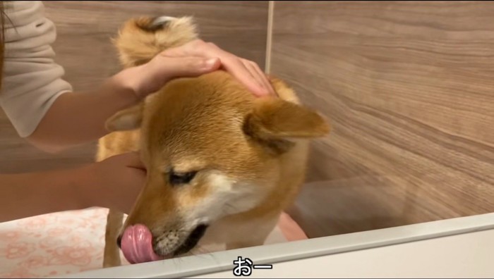 自分の口元を舐める犬