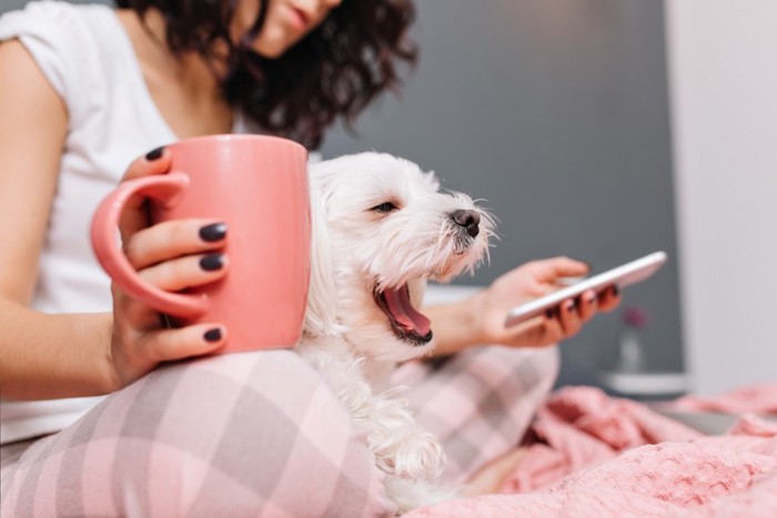 女性の足の間に座りあくびをする犬