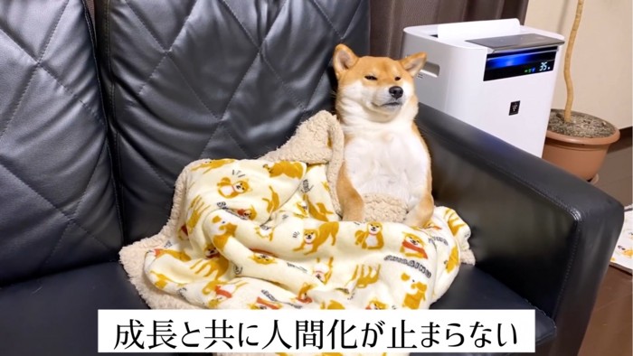 くつろぐ犬