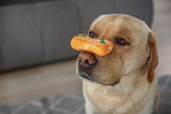 鼻の上にオモチャを乗せる犬