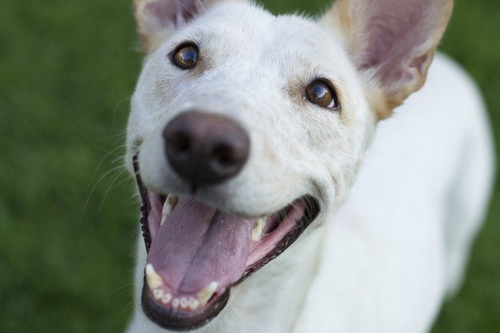 嬉しそうな犬