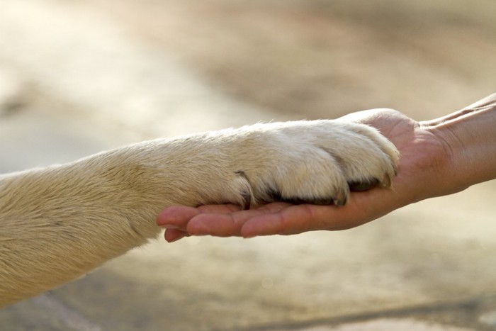 飼い主の手の上にある犬の前足