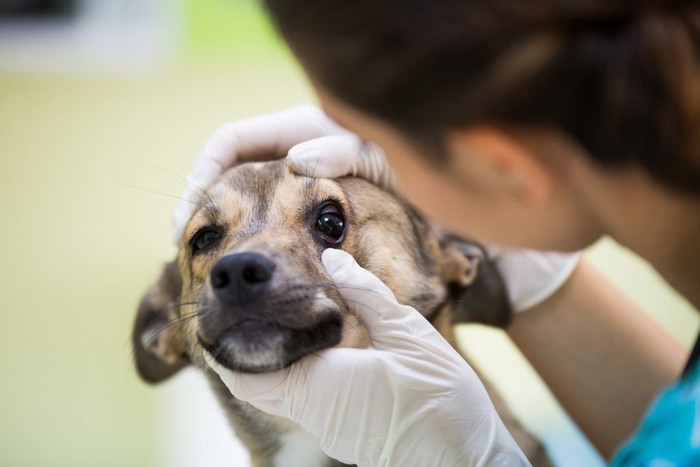 目の検査を受けている垂れ耳の犬