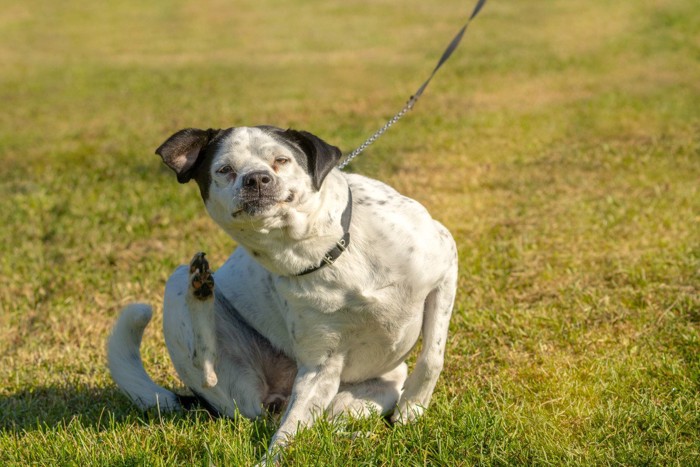 散歩中に体をかく犬