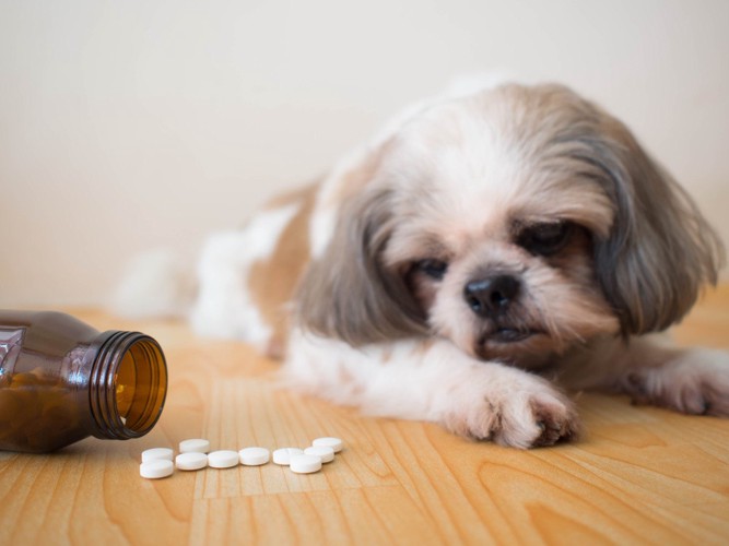 錠剤を見ている犬