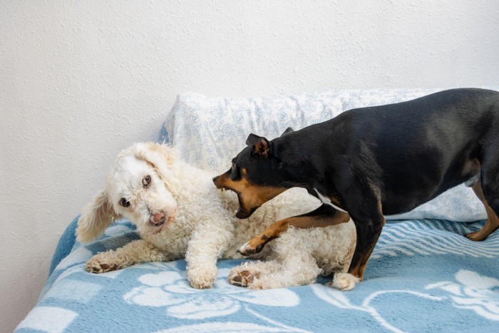 避ける白犬、威嚇する黒犬