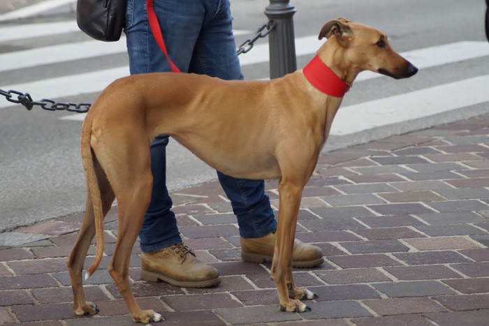 立ち止まる大型犬