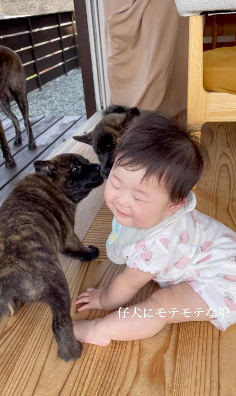 官兵衛くんの子犬たちと赤ちゃん