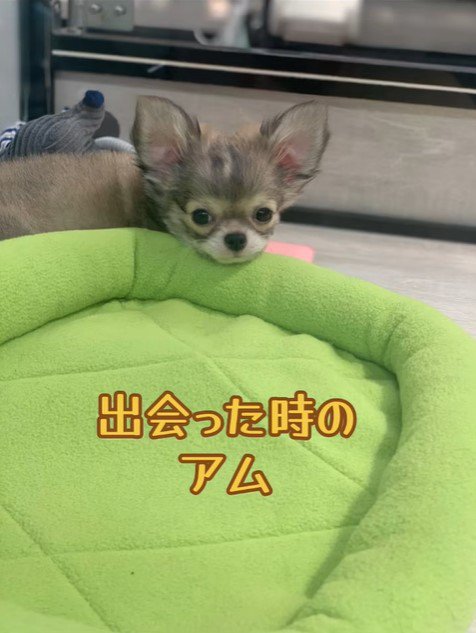 アム君の毛色の変化