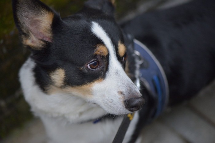 不安そうに周囲を窺う犬