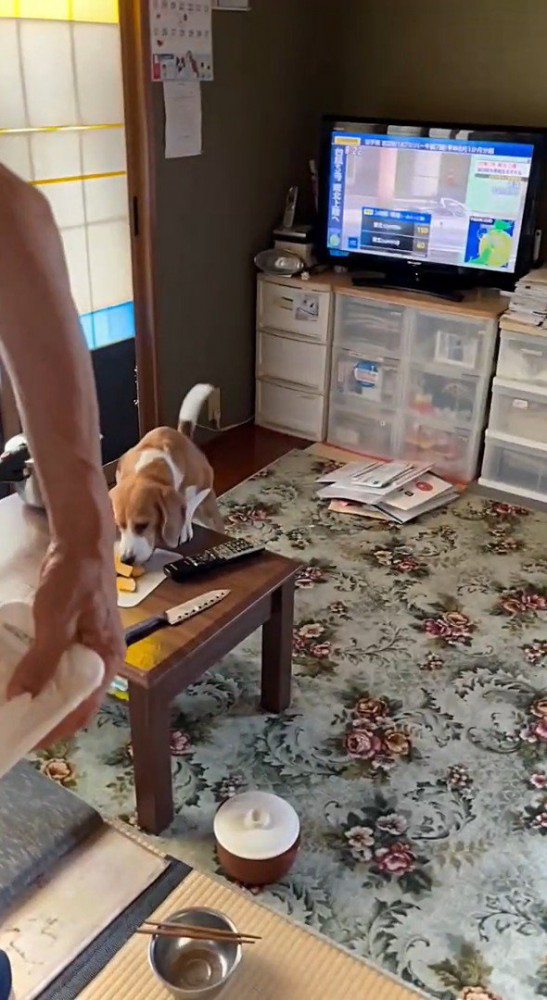 カボチャを盗み食い