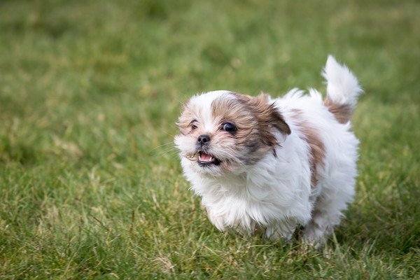 走る子犬のシーズー