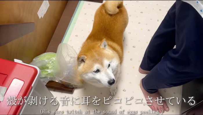 飼い主が剥いている卵を見つめる犬