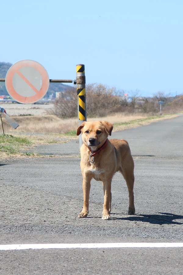 道路標識の前に立つ犬