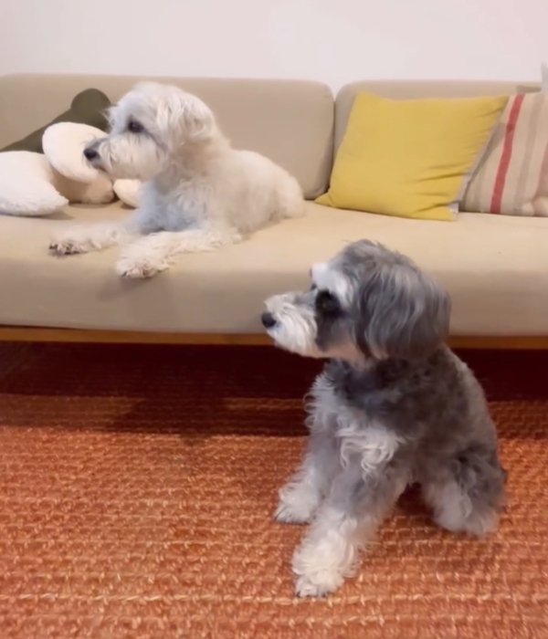 2匹の犬4