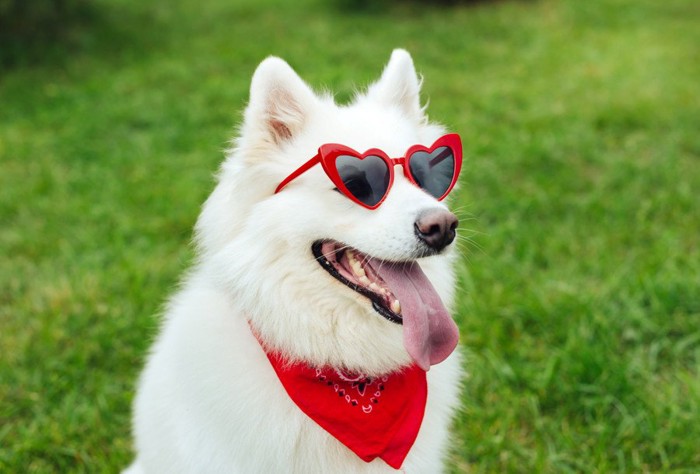 サングラスとバンダナをした犬