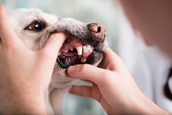 歯のチェックをされている犬