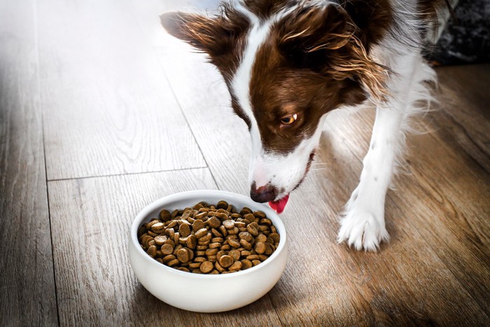 ご飯を待つ犬