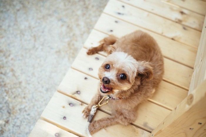 笑顔で見上げている小型犬