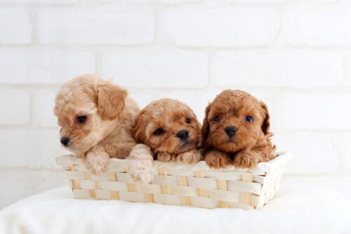 3匹の子犬