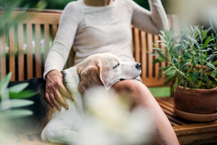 女性の膝の上にあごを乗せて眠る老犬のビーグル