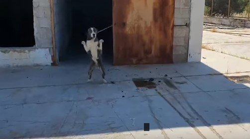 後足で立ち上げる犬