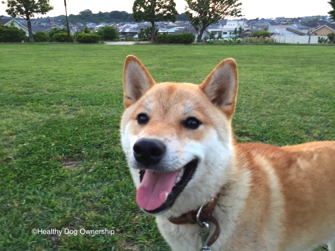 笑顔を見せる犬