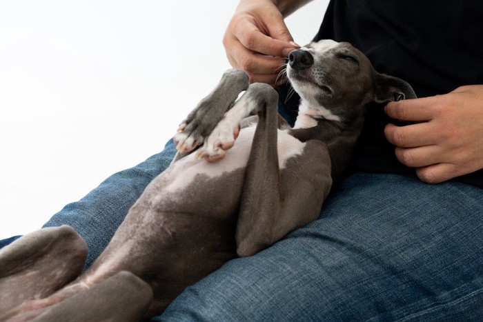 飼い主の膝の上で眠る犬