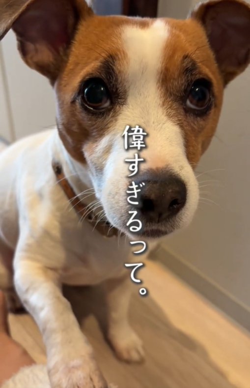 お手をする犬3