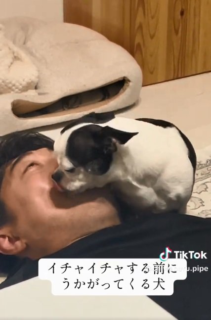 パパの口を舐めるピペちゃん