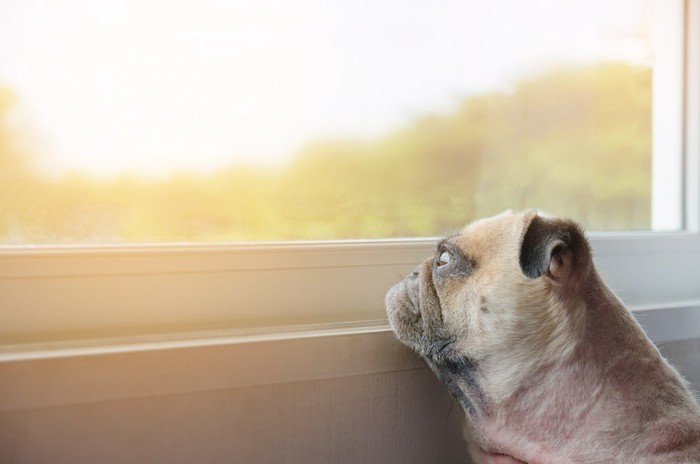 寂しそうに窓の外を見つめる犬