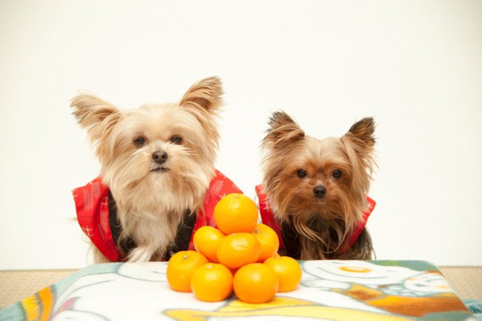 こたつとミカンと2匹の犬