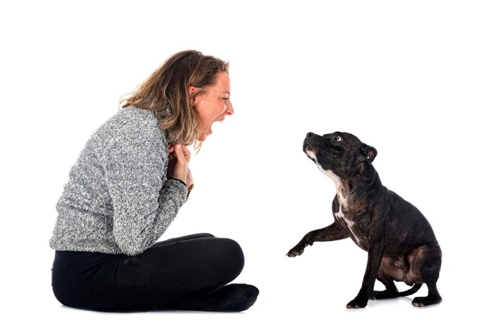 女性に叫ばれて驚く犬