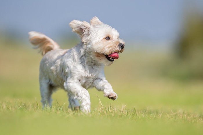 走るテリア系の犬