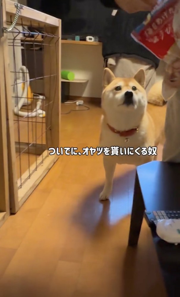 華麗に便乗