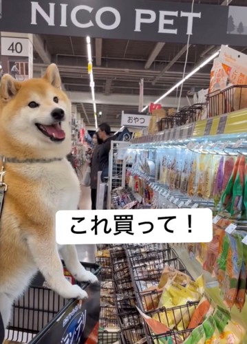 こちらを見て満面の笑みを浮かべる犬