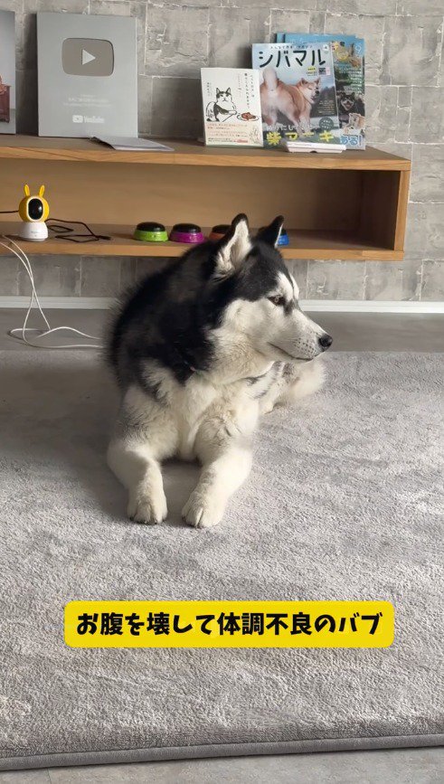 床に伏せて飼い主の方を見るハスキー犬