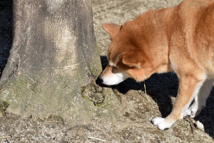 木の根元のニオイを嗅ぐ柴犬