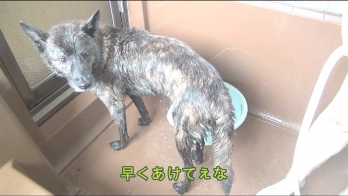 浴室のドアの前でふり返る犬