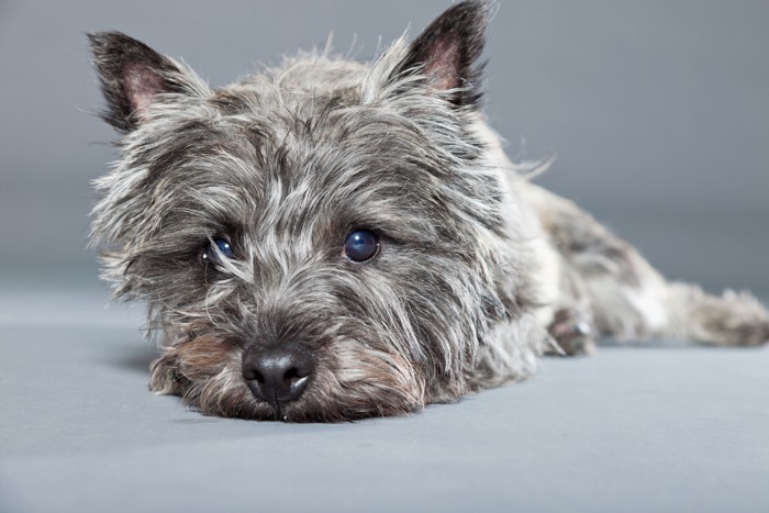 床に伏せて正面を見つめるケアーン・テリア