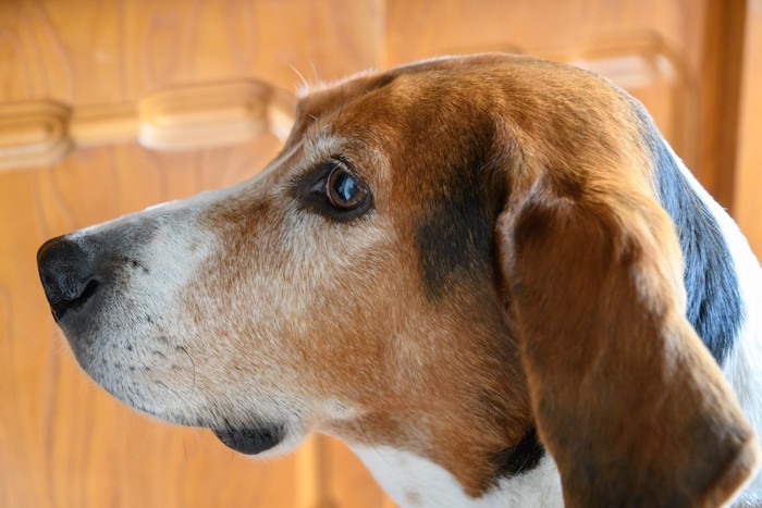 横をじっと見つめる犬