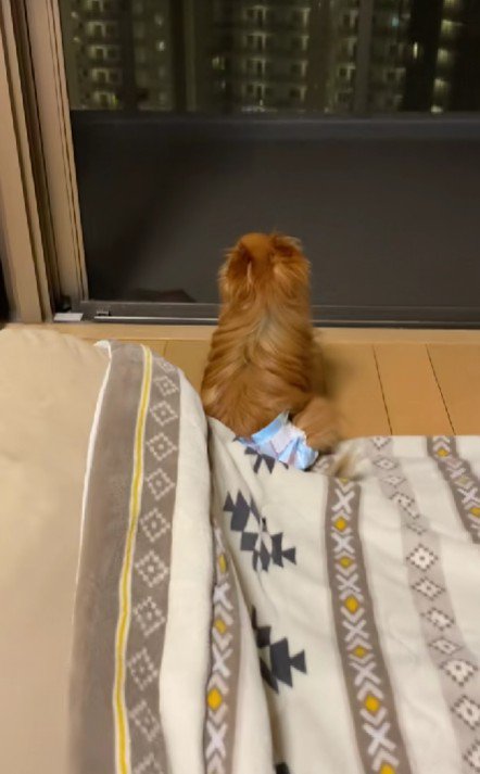 カメラロールを見てみたら…