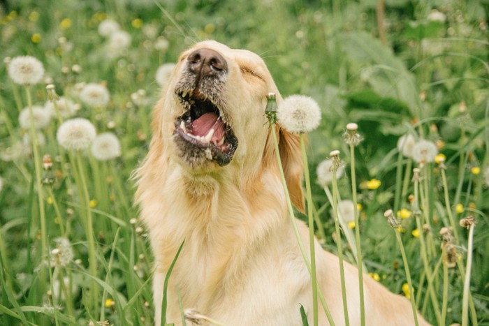 綿毛の隣で口を開ける犬