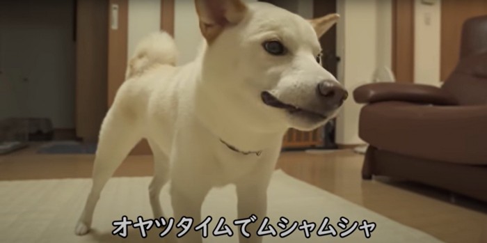 おやつを食べる柴犬