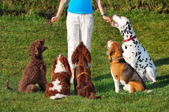 トレーニング教室の犬たち