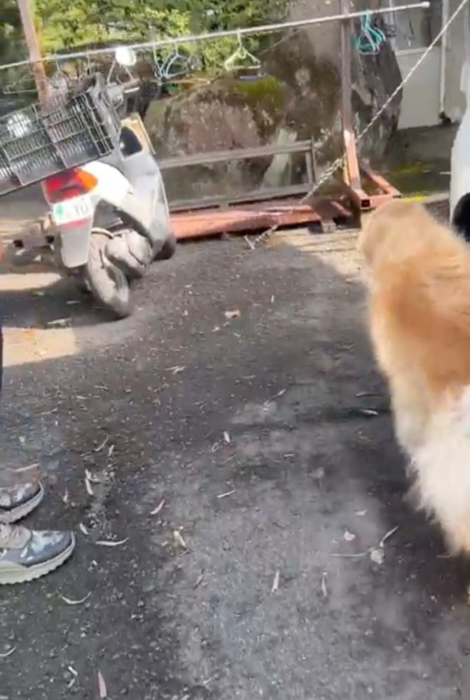 戻っていく犬