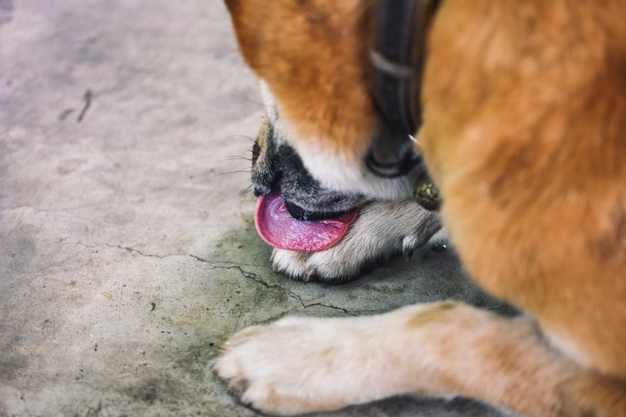 前足を舐める犬