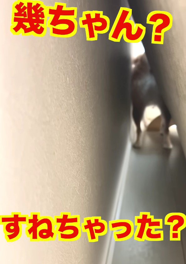 群れを離れてソファの裏へ