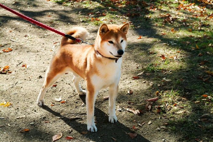 散歩中、何かを発見した柴犬