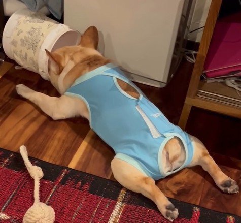 足を広げて眠る犬